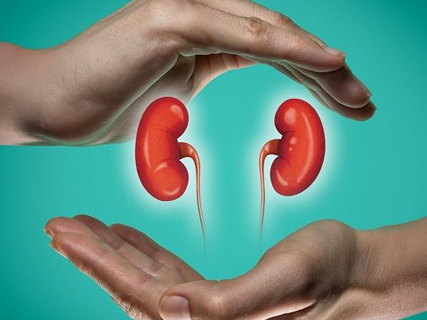A cosa servono i reni - NephroCare