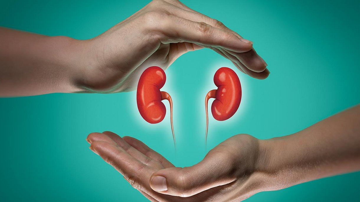 A cosa servono i reni - NephroCare