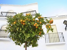 Albero di arance davanti a una casa